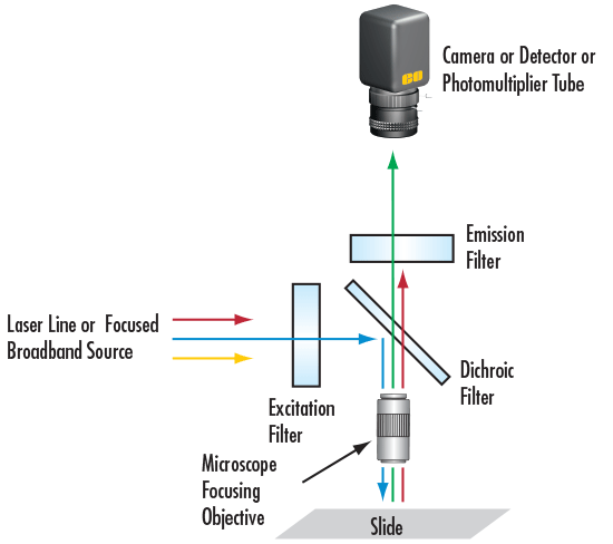 Optical Microscopy Application: Fluorescence | Edmund Optics